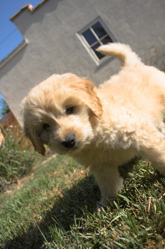 cute goldendoodle puppy. Goldendoodle-Puppy-0150