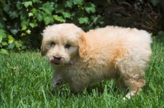 Goldendoodle-Puppy-0012