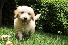 Goldendoodle-Puppy-0016