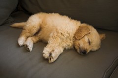 Goldendoodle-Puppy-0098