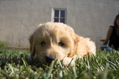 Goldendoodle-Puppy-0140