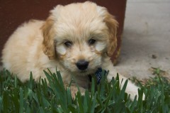 Goldendoodle-Puppy-0247