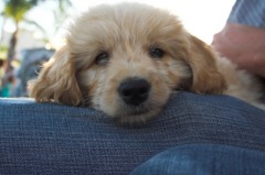 Goldendoodle-Puppy-0005