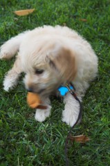 Goldendoodle-Puppy-0011