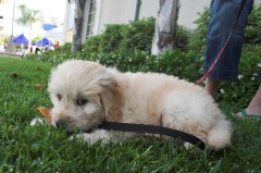 Goldendoodle-Puppy-0017