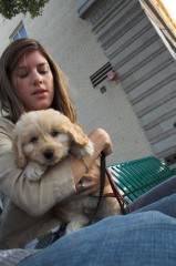 Goldendoodle-Puppy-0036