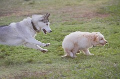 Dog-Park-0117