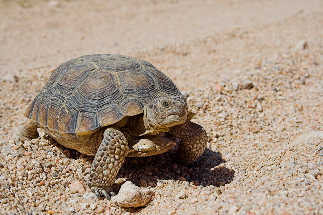 Mojave-Road-0070 - We had to stop to let this desert tortoise cross the road. It took him a while.