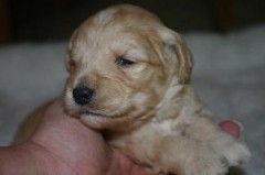 Goldendoodle_001