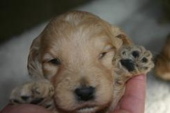 Goldendoodle-Puppy-0081