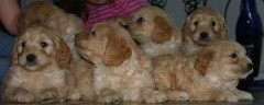 Goldendoodle_028