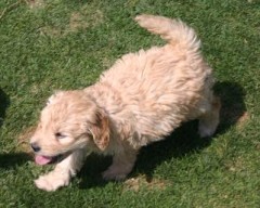 Goldendoodle_1021