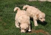 Goldendoodle_1027