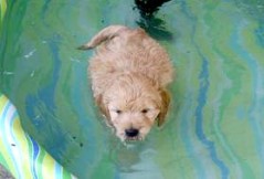 Goldendoodle_1034