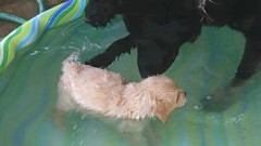 Goldendoodle_1046