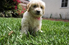 Goldendoodle-Puppy-0036