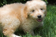 Goldendoodle-Puppy-0041