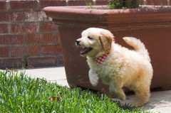 Goldendoodle-Puppy-0043