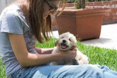 Goldendoodle-Puppy-0053