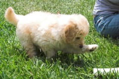 Goldendoodle-Puppy-0058