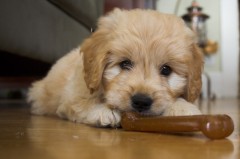 Goldendoodle-Puppy-0081