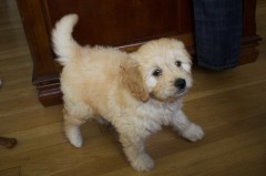 Goldendoodle-Puppy-0097