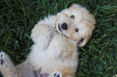 Goldendoodle-Puppy-0111