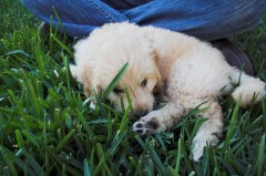 Goldendoodle-Puppy-0136