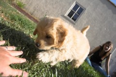 Goldendoodle-Puppy-0147