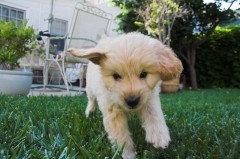 Goldendoodle-Puppy-0167
