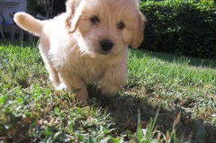 Goldendoodle-Puppy-0176