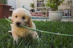 Goldendoodle-Puppy-0191
