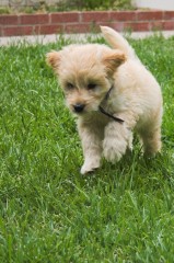 Goldendoodle-Puppy-0213