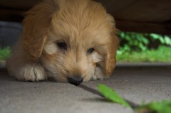 Goldendoodle-Puppy-0258