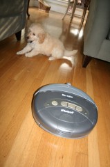Goldendoodle-2009