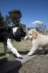 Dog-Park-0006