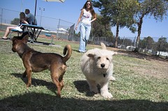 Dog-Park-0011