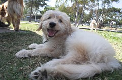 Dog-Park-0030