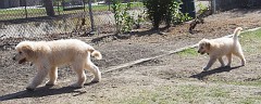 Dog-Park-0049