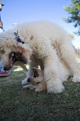 Dog-Park-0084