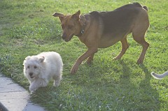 Dog-Park-0112