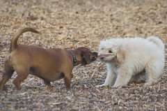 Dog-Park-0145
