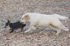Dog-Park-0155