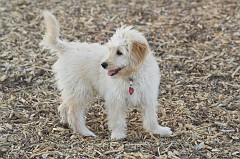 Dog-Park-0017