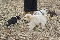 Dog-Park-0021