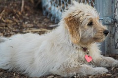 Dog-Park-0038