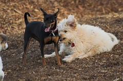 Dog-Park-0040