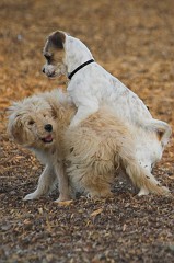 Dog-Park-0043