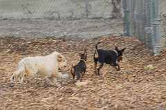 Dog-Park-0047