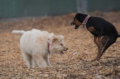 Dog-Park-0067